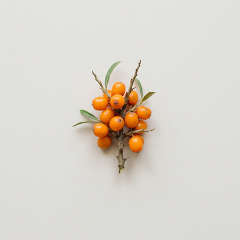 Sea Buckthorn 